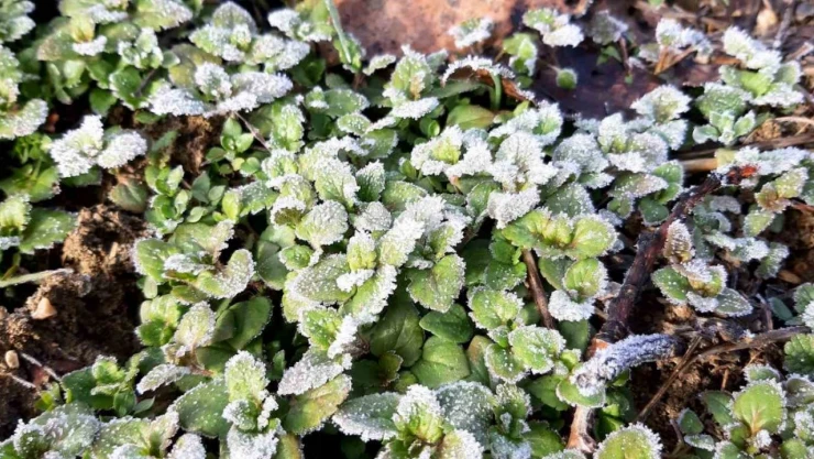Mudurnu'da Sis Ve Soğuk Etkili Oluyor