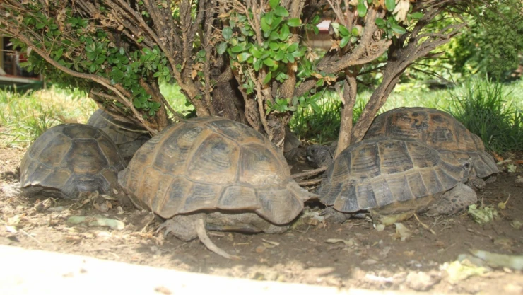 Münire Sultan'ın Minik Sakinleri