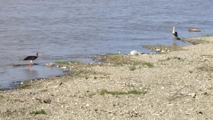 Nadir Görülen Kara Leylek Görüntülendi