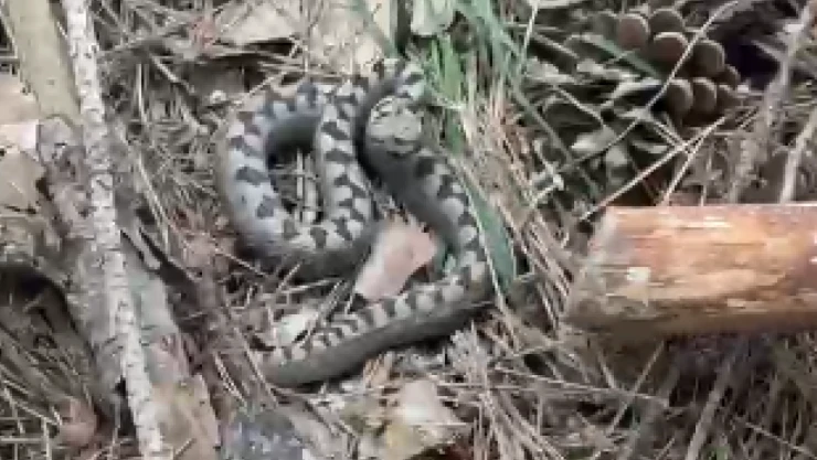Zehirli Boynuzlu Engerek Yılanı Görüntülendi