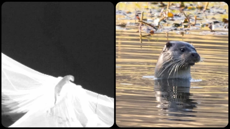 Nesli Tehlike Altındaki Su Samuru Görüntülendi