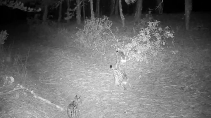 Ormanda Grup Halinde Gezen Vaşaklar Kamerada