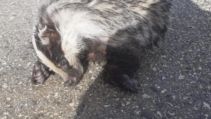 Nesli tükenmekte olan porsuk ölü bulundu