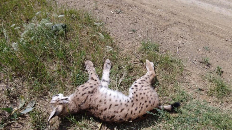 Nesli tükenmekte olan vaşağa araba çarptı