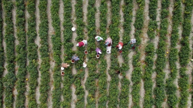 Ödemeler Bugün Yatacak