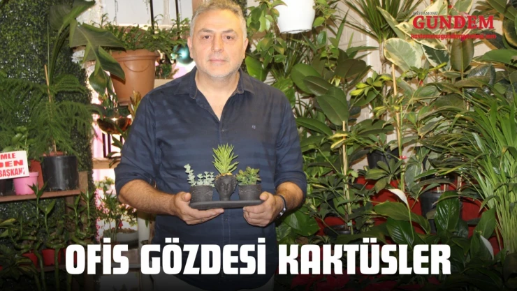 Ofis Gözdesi Kaktüsler