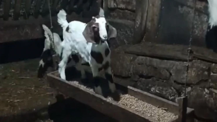 Oğlağın Ahırda Salıncak Keyfi Kamerada