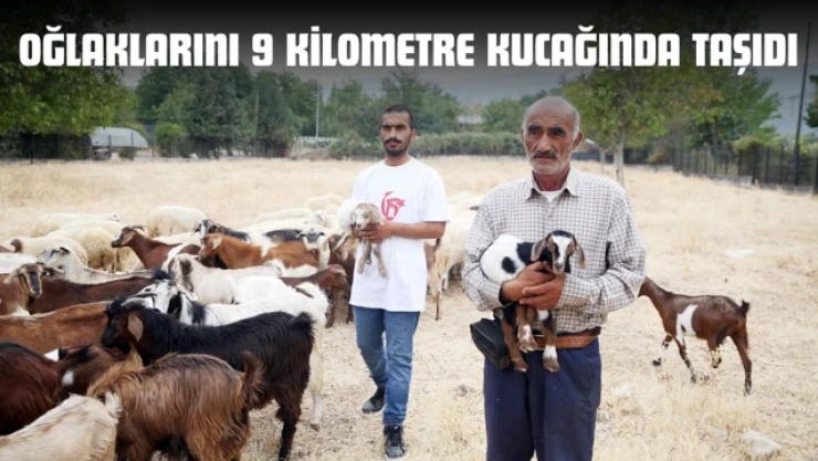 Oğlaklarını 9 Kilometre Kucağında Taşıdı