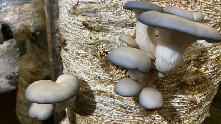 Öğrencisi Olduğu İlkokulda İstiridye Mantarı Üretiyor