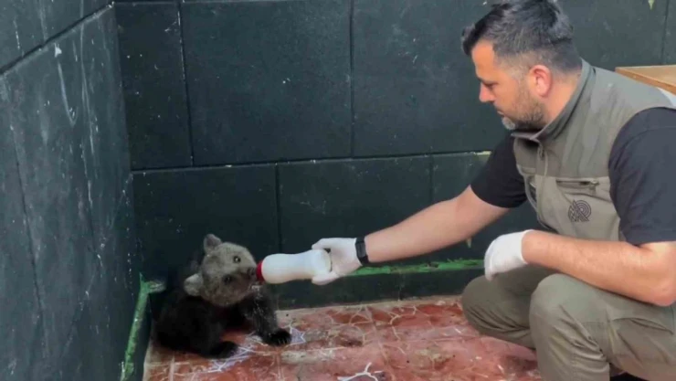 Öksüz Ayı Sinop'ta Kurtarıldı