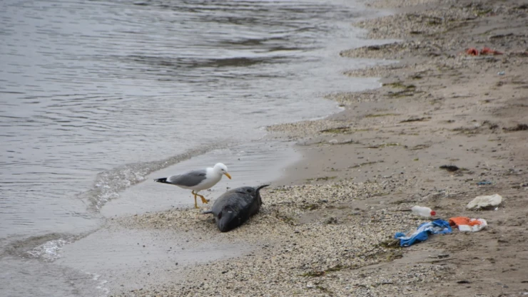 Ölü yunus Sinop'ta kıyıya vurdu