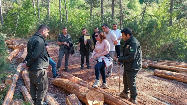 Orman Bakım Çalışmalarına Denetim