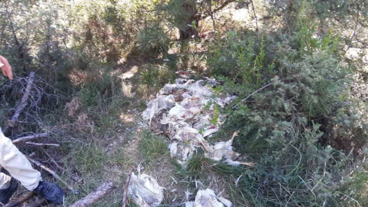 Orman İçine Ölü Tavukları Attılar!