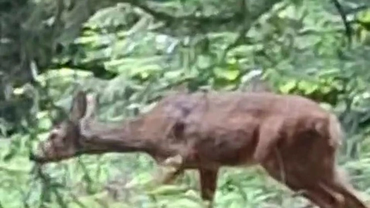 Kendisine Yaklaşan Karacayı Görüntüledi