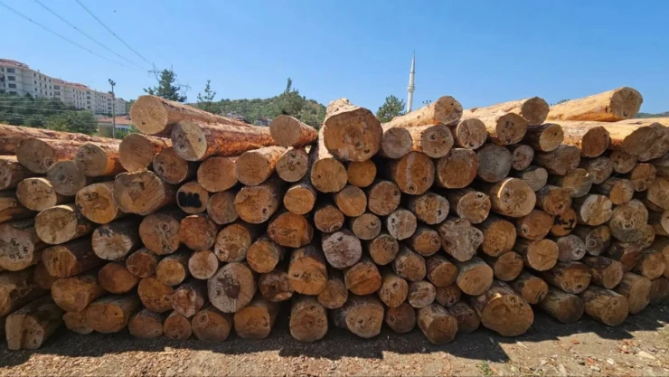 Orman Ürünleri Satışında İlke İmza Atıldı