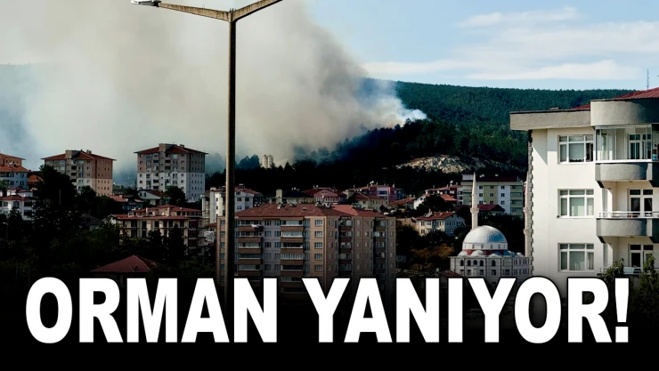 Orman Yangını: Çok Sayıda İtfaiye Ekibi Sevk Edildi