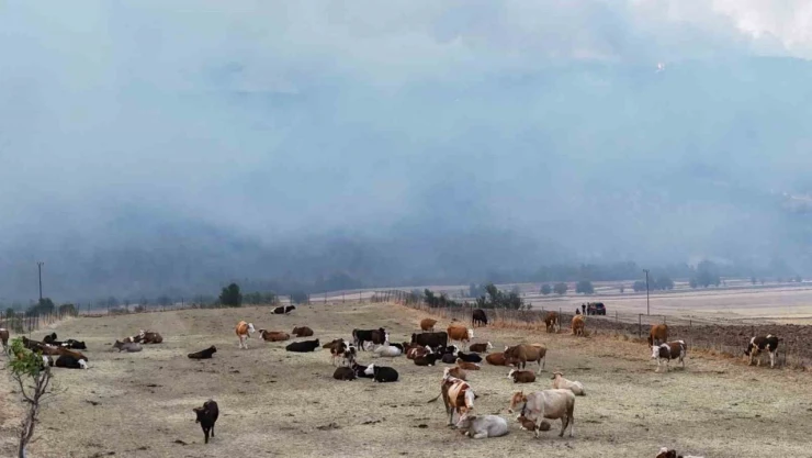 Orman Yangını Köye Yaklaştı