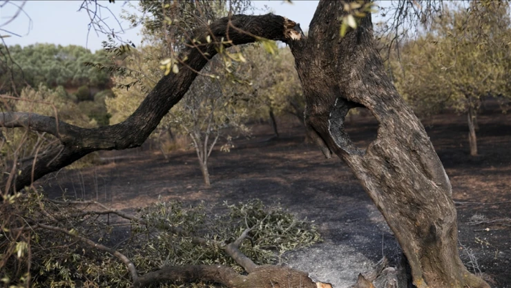 Orman Yangınları Sanıldığından Daha Büyük Tahribata Neden Oluyor
