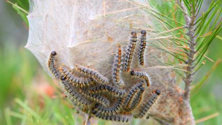 Orman zararları ile mücadele anlatıldı