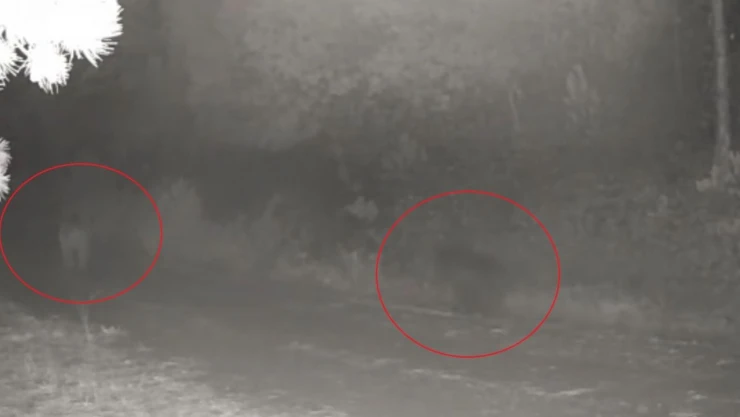 Anne Ayı Ve Yavrusu Fotokapanda