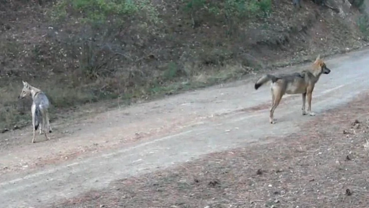 Ormanda Yiyecek Arayan Kurtlar Fotokapanda