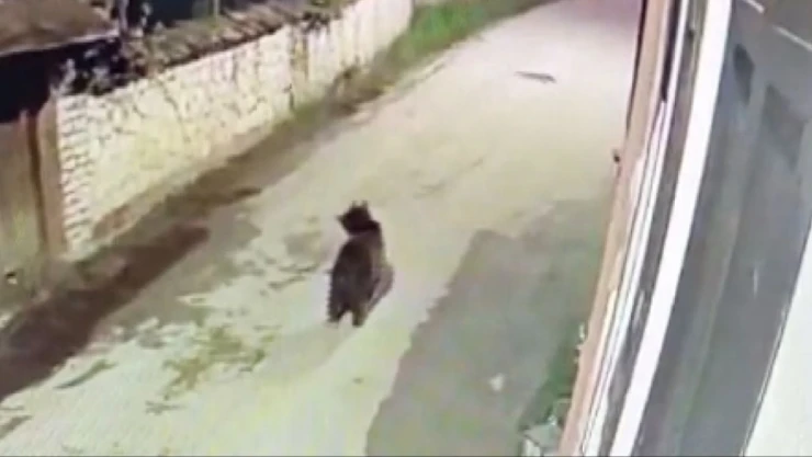 Ormanda Yiyecek Bulamayan Ayı Mahalleye İndi