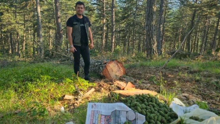 Ormanlar Geleceğe Hazırlanıyor: Çalışmalar Hız Kazandı