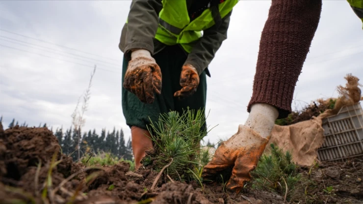 Ormanlar Gençleşiyor