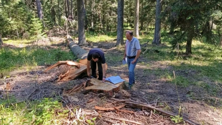 Ormanlarda Bakım Çalışmaları ve Denetimler Devam Ediyor