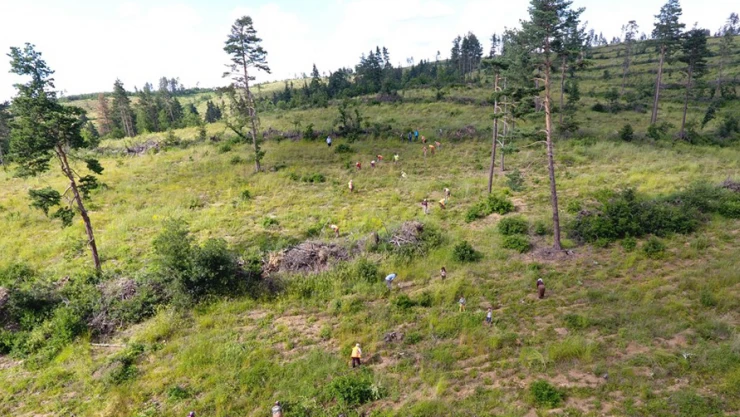 Ormanlarımız gençleşiyor