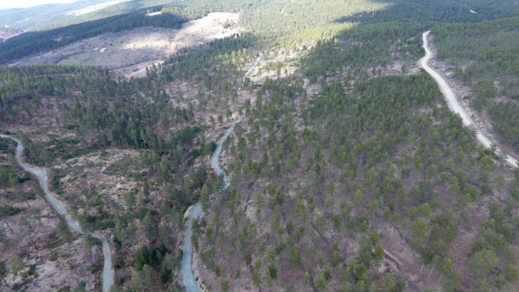 Ormanlarımız gençleştiriliyor