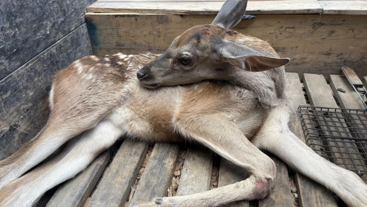 Yaralı Geyik Tedavi Altına Alındı
