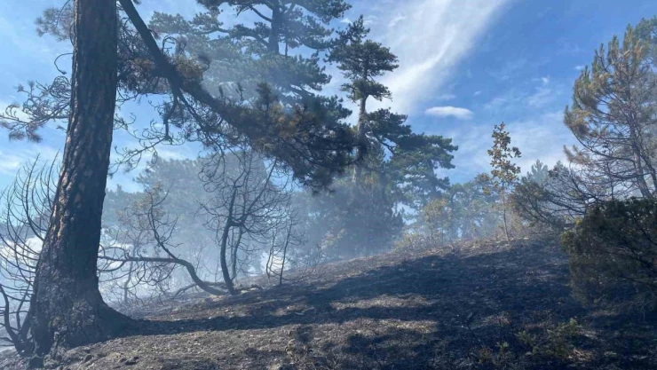 Ormanlık Alanda Çıkan Örtü Yangını Korkuttu