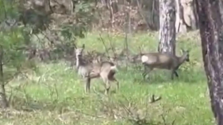 Ormanlık Alanda Karacalar Görüntülendi