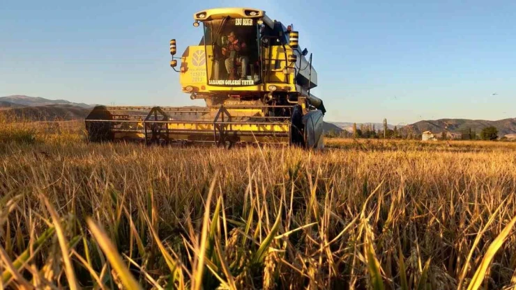 Osmancık'ın 'Beyaz Altını'nda Hasat Başladı