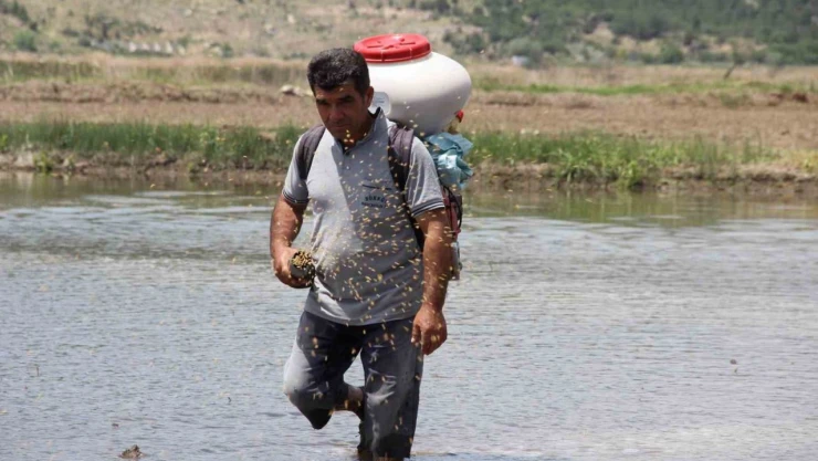 Osmancık Pirincinde Üretim Sezonu Başladı