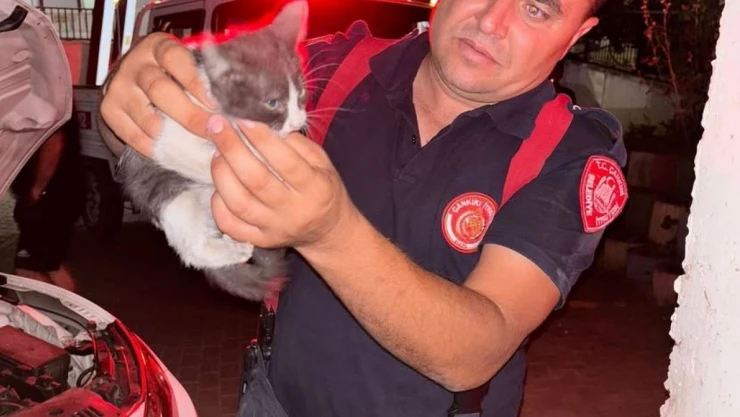 Yavru Kedi Ekipleri Seferber Etti