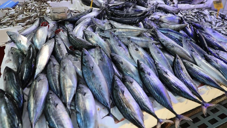 Palamut Bolluğu Yaşanıyor