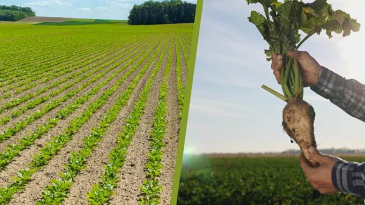 Pancar üreticilerine avansları ödendi