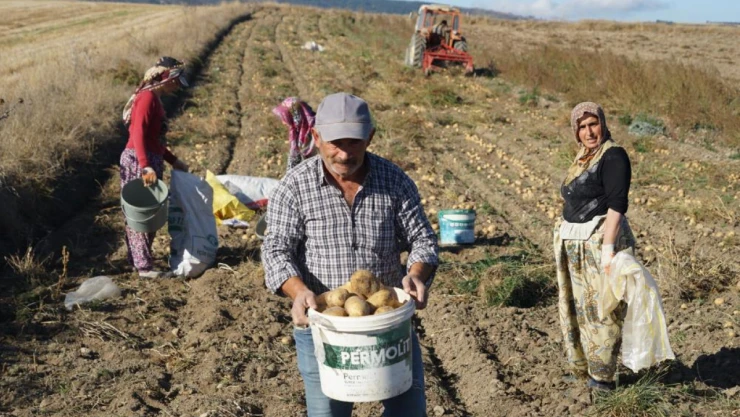 Patates çiftçinin yüzünü güldürüyor