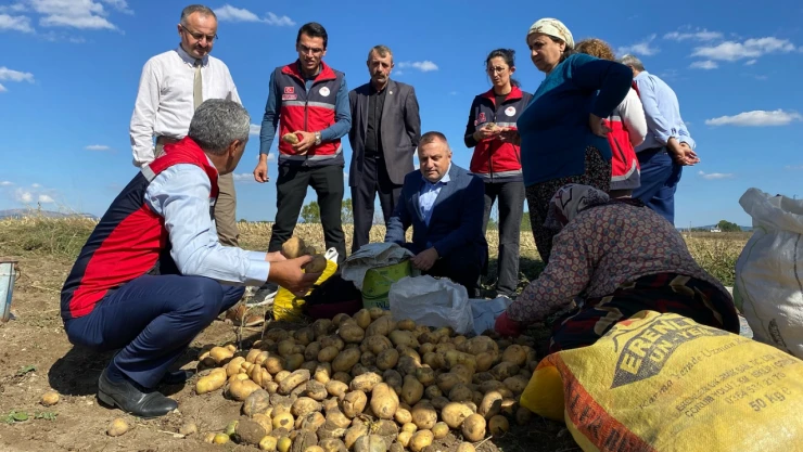 Patates Hasadı Gerçekleştirildi