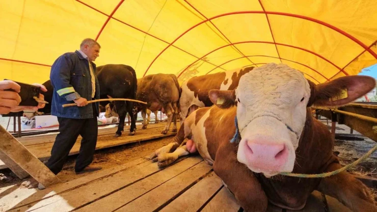 850 Kiloluk Kurbanlık 285 Bin TL'ye Satıldı