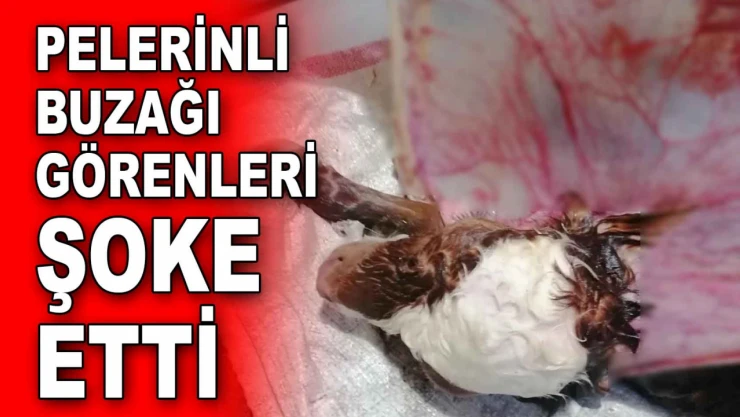 Pelerinli Buzağı Görenleri Şoke Etti