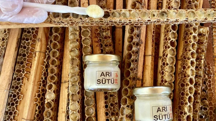 Pembe Maskeliler Arı Sütü Üretecek