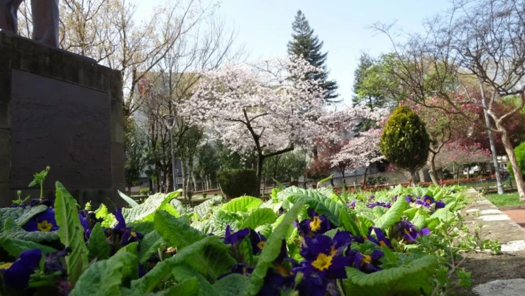 Polen Alerjisine Dikkat!