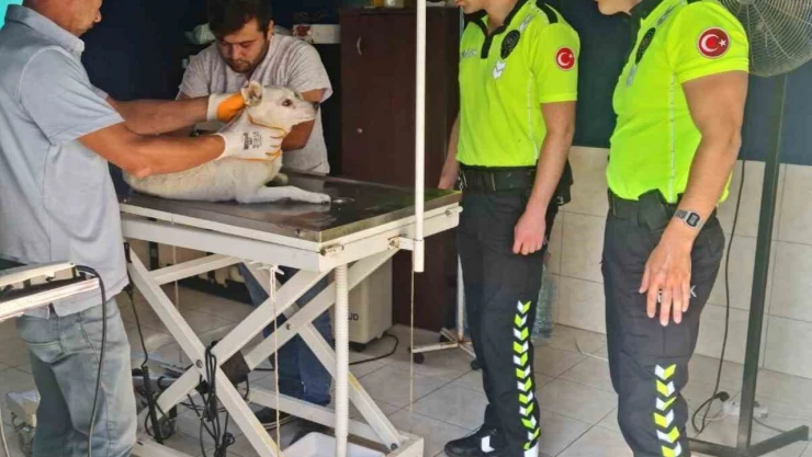 Polis Ekipleri Yaralı Köpeği Kurtardı