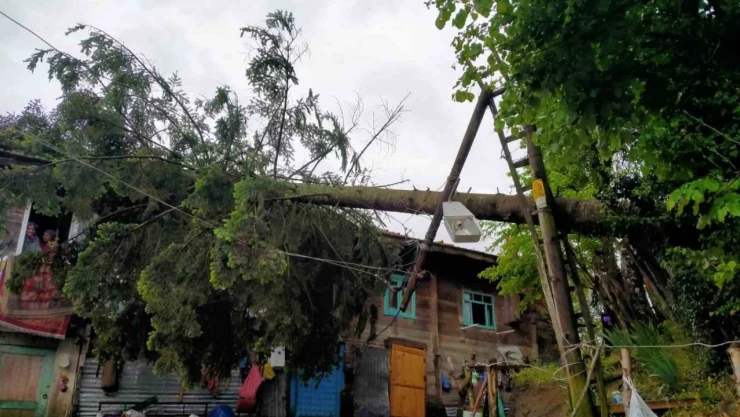 Rüzgarın Devirdiği Ağaç Evde Hasara Yol Açtı