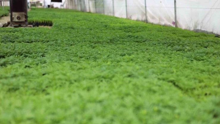 Safranbolu'da 200 Bin Çiçek Üretildi