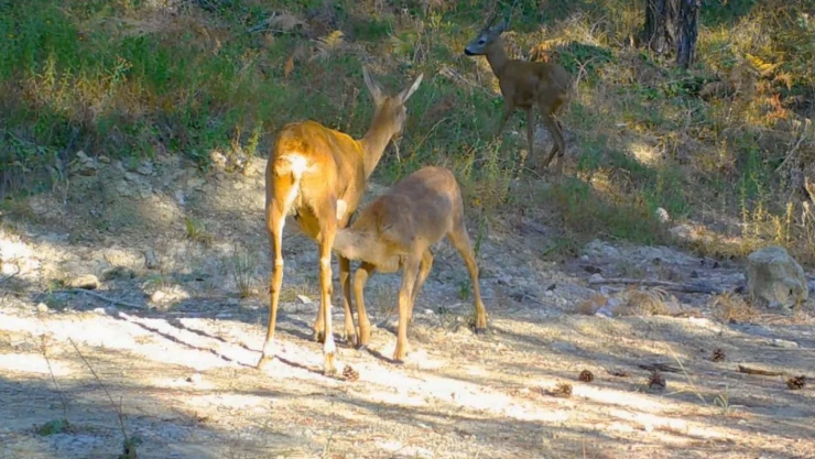 Safranbolu'da Boz Ayı Ve Karacalar Fotokapana Yansıdı
