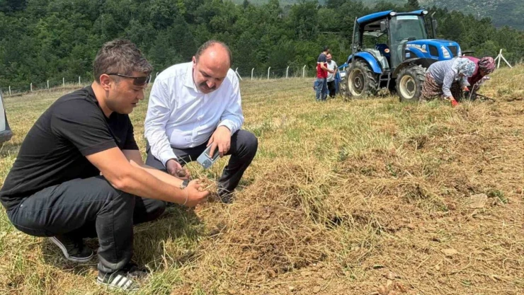 Safran Soğanı Hasadı Başladı